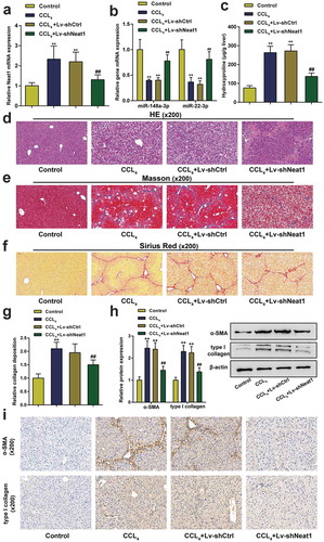 Figure 2. Knockdown of Neat1 inhibited CCl4-induced liver fibrosis in mice. Mice were randomized into four groups: (i) a control group (normal mice), (ii) CCl4 group (CCl4-induced mice), (iii) CCl4+ Lv-shCtrl group, and (iv) CCl4+ Lv-shNeat1 group. (a) The expression of Neat1 in the Lv-shNeat1 group was inhibited. (b) The effect of Neat1 knockdown on miR-148a-3p or miR-22-3p levels. (c) Quantification of the hepatic hydroxyproline content in different experimental groups. (d) Assessment of tissue damage using H&E staining. (e) Evaluation of liver fibrosis using Masson’s trichrome staining. (f-g) The degree of liver fibrosis was evaluated by staining tissue sections with Sirius Red. (h) The levels of the α-SMA and type I collagen proteins were detected using western blotting. (i) The expression levels of α-SMA and type I collagen were detected using IHC staining. N = 6; **P< 0.01, compared with Control group; ##P< 0.01, compared with CCl4 group