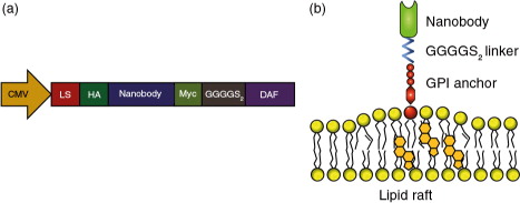 Fig. 1.  Schematic presentation of nanobody-DAF fusion proteins. Nanobody-DAF protein expression was driven by a CMV promoter in pLNCX vectors. Recombinant proteins comprise an Igκ leader sequence (LS), N-terminal HA-tag (HA), nanobody sequence, Myc tag (Myc), GGGGS2 linker and a C-terminal GPI-anchor signal peptide (DAF) (a). Nanobodies fused to GPI-anchors were hypothesized to localize to lipid rafts in cellular membranes upon expression (b).