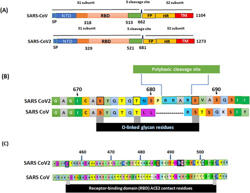 Figure 3. Spike on the novel SARS‐CoV‐2. (A) Structural diagrams of spike glycoproteins of SARS‐CoV, and SARS‐CoV‐2 focus on the putative maturation sites. All spike domains of coronaviruses contain S1 subunit, including signal peptide (SP), N-terminal domain (NTD), receptor-binding domain (RBD), and S2, including fusion peptide (FP), and the transmembrane domain (TM). (B) Acquisition of polybasic cleavage site (furin) and O-linked glycans. Both the polybasic cleavage site and the three adjacent predicted O-linked glycans are unique to SARS-CoV-2. (C) The spike protein SARS-CoV-2, was aligned against the SARS-CoV. Key residues in the spike protein that make contact to the ACE2 receptor are marked with RBD in SARS-CoV-2 and SARS-CoV. The spikes on the novel SARS-CoV-2 was recently described by Andersen et al. (Citation2020).