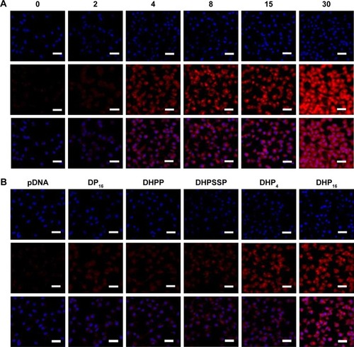 Figure 11 In vitro transfection and expression of RFP was analyzed by LSCM and luciferase activity. (A, C) Different nanocomplexes at a W/W ratio of 15 for 24 hours in A549 cells. (B, D) DHP16 at different W/W ratios for 24 hours in A549 cells. (E) DHPSSP and DHP16 in MCF-7 cells. Results were expressed as mean±SD (n=3). *P<0.05, **P<0.01, and ***P<0.001. Scale bars =20 µm.Abbreviations: DHP, pDNA/HMGB1/PAMAM-SS-PEG-RGD; DHPP, pDNA/HMGB1/PAMAM-PEG; DHPSSP, pDNA/HMGB1/PSSP; DP, pDNA/PSSP-RGD; LSCM, laser scan confocal microscope; PAMAM, polyamidoamine; PEG, polyethylene glycol; PSSP, PAMAM-SS-PEG; RFP, red fluorescence protein; RGD, arginine-glycine-aspartate.