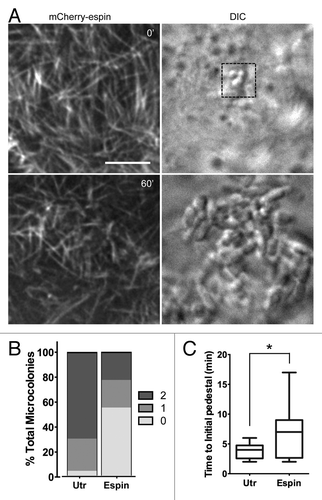 Figure 7. Stabilization of microvillar actin bundles slows pedestal formation. (A) Deconvolution (Left) images of an mCherry-espin-expressing Caco-2BBE cell and attaching EPEC (DIC, Right) 0 min and 60 min after initial bacterial contact. Scale bar = 5 μm. (B) Percentage of microcolonies attached to mCherry-espin or mCherry-UtrCH expressing cells that develop no pedestal (0), an intermediate pedestal (1), or a fully mature pedestal (2) after 60 min. (C) Time at which actin first begins to accumulate in each pedestal under microcolonies categorized as 1 or 2 in (B), *P < 0.05