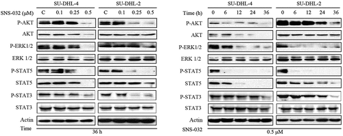 Figure 5. SNS-032 downregulates the expression of cell growth associated signaling pathway proteins such as ERK1/2, STAT5, STST3, and AKT. SU-DHL-4 and SU-DHL-2 cells were dose- and time-dependently treated with SNS-032, cell lysates were analyzed by Western blot.