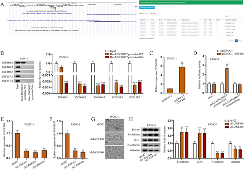 Figure 5. ZNF460 as the transcription factor of LINC00857 promoter regulates LINC00857 expression in PAAD cells.