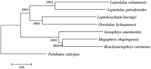 Figure 1. The phylogenetic tree inferred by Phyml 3.0 (Guindon et al. Citation2010) and MrBayes v3.2.1 (Ronquist et al. Citation2012). Leptolalax oshanensis (KC460337), Leptolalax pelodytoides (JX564874), Leptobrachium boringii (KJ630505), Xenophrys omeimontis (KP728257), Megophrys shapingensis (JX458090), Brachytarsophrys carinense (JX564854), Pelobates cultripes (NC_008144) and Oreolalax lichuanensis (KU096847).