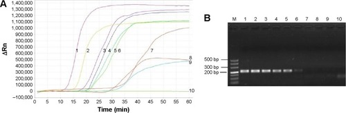 Figure 1 Sensitivity of LAMP method compared with PCR.Notes: Detection limit of LAMP or PCR assays were performed using serial tenfold dilutions of the Pneumocystis plasmid. (A) LAMP method: line 1, ×109 copies/mL; line 2, ×108 copies/mL; line 3, ×107 copies/mL; line 4, ×106 copies/mL; line 5, ×105 copies/mL; line 6, ×104 copies/mL; line 7, ×103 copies/mL; line 8, ×102 copies/mL; line 9, 50 copies/mL; line 10, 10 copies/mL. (B) PCR method: lane M, 100 bp DNA marker; lane 1, ×109 copies/mL; lane 2, ×108 copies/mL; lane 3, ×107 copies/mL; lane 4, ×106 copies/mL; lane 5, ×105 copies/mL; lane 6, ×104 copies/mL; lane 7, ×103 copies/mL; lane 8, ×102 copies/mL; lane 9, 50 copies/mL; lane 10, 10 copies/mL.Abbreviations: LAMP, loop-mediated isothermal amplification; PCR, polymerase chain reaction.