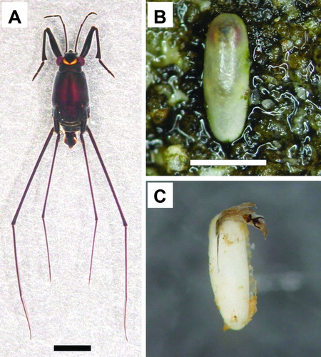 Figure 1.  Halobates matsumurai. A: Adult male. Scale = 2 mm. (Photo by A. Chiba.) B: Developing egg showing thick egg shell with red eye-spots and black egg-burster barely showing through. Scale = 1 mm. (Photo by T. Ikawa.) C: Egg shell and egg-burster left behind after hatching. (Photo by T. Ikawa.)