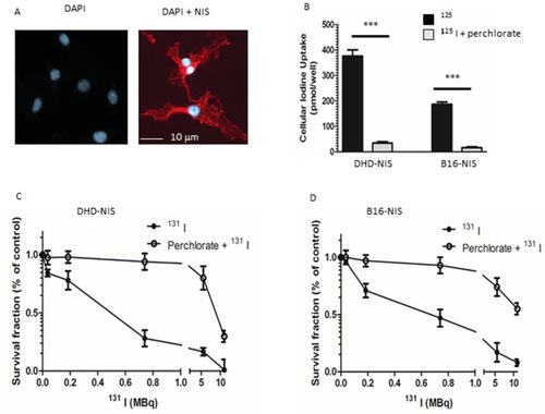 Figure 2 Sensitivity of NIS-expressing-B16 melanoma and -DHD colorectal carcinoma cells to radioiodine. (A) Immunofluorescence analysis of NIS expression in stably transfected B16-NIS cells. The expression of NIS at the cell surface was evaluated by using a specific anti‐mouse NIS polyclonal antibody (right panel) or rabbit IgG (left panel). (B) Cellular iodine uptake by the DHD-NIS and the B16-NIS tumor cells. DHD-NIS or B16-NIS cells were incubated for 1 hr with 125I in the presence or the absence of sodium perchlorate, a specific NIS inhibitor before being washed and lysed. Aliquots of lysates were counted in a γ counter. The data presented are the mean±standard error of the mean (SEM) of triplicates and are representative of three independent experiments. Radiation cell survival curves for DHD-NIS cells (C) and for B16-NIS cells (D). Clonogenic assays were performed on DHD-NIS or B16-NIS cells after treatment with 131I alone (0 to 11 MBq for 4 hrs) or with a combination of sodium perchlorate and 131I. ***p<0.001.