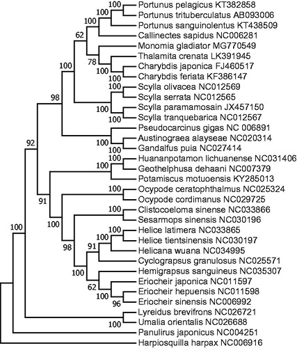 Figure 1. Molecular phylogeny of M. gladiator and other related species constructed using 12 protein-coding genes of mitochondrial genome.