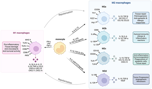 Full article: Macrophages as Promising Carriers for Nanoparticle ...