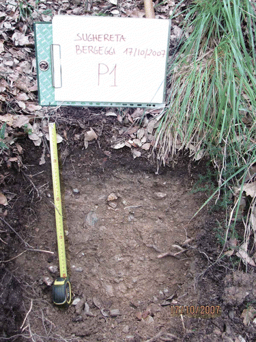 Figure 2. Soil profile of the studied cork oak forest (Bergeggi, NW Italy).