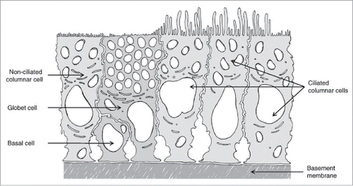 Figure 2. Structure and function of respiratory epithelial cells; equipped with mucus layer (not shown) and ciliated cells, reproduced from Grassin-Delyle (2012)Citation143.