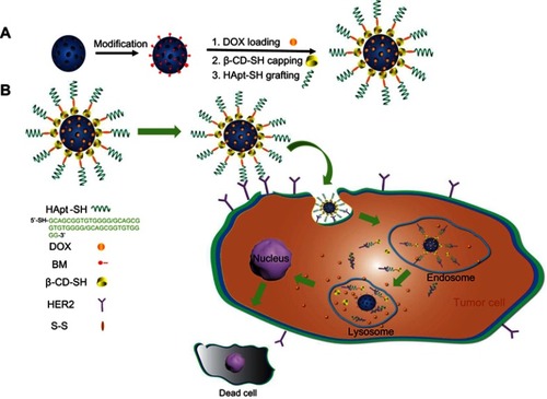 Scheme 1 Schematic representation of the structure of MSN-BM/CD-HApt@DOX (A) and the mechanism of HER2-mediated targeted combined therapy (B).Abbreviations: MSN, mesoporous silica nanoparticles; BM, benzimidazole; CD, β-cyclodextrin; HER2, human epidermal growth factor receptor-2; HApt, HER2 aptamer; DOX, doxorubicin.