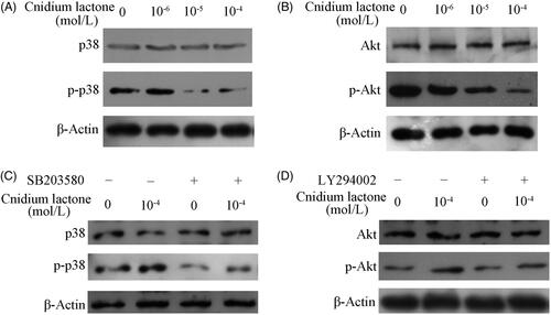 Figure 6. Immunoblotting showing the level of phosphorylated p38 (A) and Akt (B) in RAW 264.7 cells incubated within different concentration of cnidium lactone. The role of cnidium lactone in sustainment of the level of phosphorylated p38 and Akt in RAW264.7 cells inhibited by corresponding inhibitor SB203580 (C) and LY294002 (D).