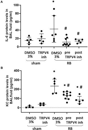 Figure 4 Protein levels of inflammatory cytokines in BAL fluid following resistive breathing and the effect of TRPV4 inhibition. (A) IL-6 protein levels were elevated in the BAL fluid following 24 hrs of RB, an effect that was ameliorated by both prophylactic and therapeutic TRPV4 inhibition. (B) The administration of TRPV4 inhibitor, HC-067047, exerted a partial protective effect against the upregulation of KC following 24hrs of RB. Data presented as mean ± stdev, n = 4-10 per group, *p < 0.05 to sham + 3% DMSO, #p < 0.05 to RB+ 3% DMSO.