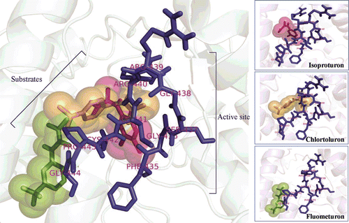Figure 4.  A 3D representation of the predicted structure of EgP450 and its binding partners (herbicides). The core binding site predictions of EgP450 comprise four regions: residues 303–308 (red), oxygen-binding site 1; residues 360–363 (orange), E-R-R triad site 2; residues 407–418 (green), aromatic site 3; and residues 360–363 and 435–444 (blue), active site 4.