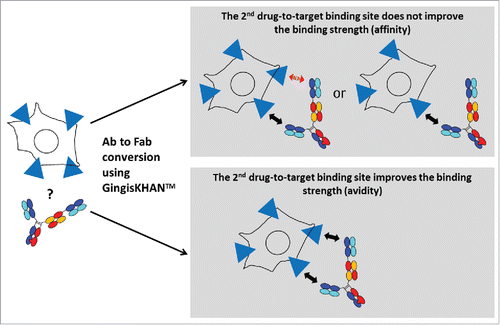 Figure 7. Analysis of the effect of a 2nd drug-to-target binding site of a trivalent human IgG1 derived bispecific antibody binding a cell-surface associated target by comparing the intact and the GingisKHAN™-digested antibody in a cell-based assay. The red arrow indicates that no drug-to-target binding occurs.