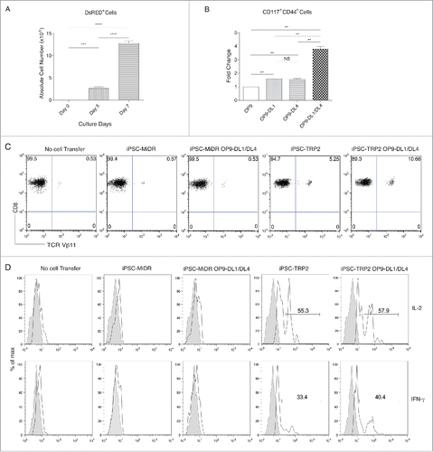 Figure 3. Development of TRP2-specific iPSC-CD8+ (T)cells by a combination approach of in vitro priming and in vivo differentiation. TRP2-iPSCs were co-cultured with OP9, OP9-DL1, OP9-DL4, or OP9-DL1/DL4 cells for 7 days, and then adoptively transferred into host animals for 3-week in vivo differentiation. (A) Cell numbers of DsRED+ populations on various days following co-culture of TRP2-iPSCs with OP9-DL1/DL4 cells for 7 d. Data shown represent mean ( ±SD) counts from three experiments. ***p < 0.0001. (B) Fold changes of numbers of CD117+CD44+ cells co-cultured with OP9, OP9-DL1, OP9-DL4, or OP9-DL1/DL4 cells for 7 d. Data shown represent mean ( ±SD) counts from three experiments. **p < 0.001). (C) Three weeks after in vivo differentiation, CD8+TCRVβ11+ cells from the pooled lymph nodes and spleen of mice in different groups were analyzed by flow cytometry, after gating on CD8+ T cell population. Data shown are representative of three identical experiments. (D) Three weeks after in vivo differentiation, the pooled lymph nodes and spleen of mice in different groups were stimulated with TRP2180–188 peptide and analyzed by intracellular cytokine staining (dark lines; shaded areas indicate isotype controls), after gating on CD8+ T cells. Data shown are representative of three identical experiments.
