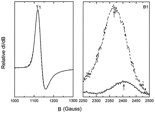 Figure 4. Comparison of the low-spin B1 complex for ααHb (solid line) and LEH (dashed line) showing the shift in the B1 band and the increased intensities for LEH hemoglobin. B1 bands represent those for the 40-h period and have been normalized with respect to the g = 6.0 T1 high-spin bands.