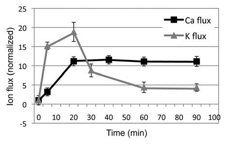 Figure 3 Cornea wound measurements. Cornea wounding induces different K+ and Ca2+ fluxes. After wounding (at time zero), K+ flux rises and falls rapidly, suggesting this is passive leakage from damaged cells, which contain high [K+]. In contrast, Ca2+ flux rises slowly and is maintained at a high level, suggesting that Ca2+ efflux is an active response to corneal injury. Data adapted from Vieira et al., 2011.Citation14