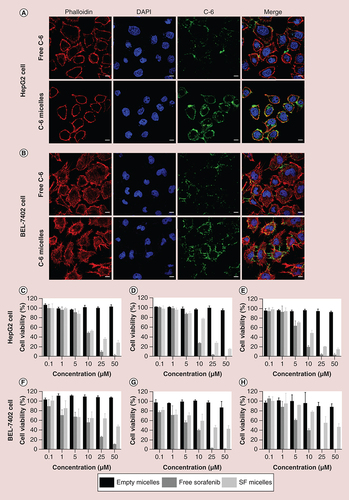 Figure 4. In vitro cellular uptake and cytotoxicity study in HepG2 cells and BEL-7402 cells.Confocal laser scanning microscopy of HepG2 cells (A) and BEL-7402 cells (B) after incubation with free C-6 or C-6 micelles for 4 h at 37°C. Cell nuclei and cytoskeletal F-actin were counterstained with DAPI (blue) and rhodamine phalloidin (red), respectively. The scale bar was 10 μm. In vitro cell viability of HepG2 and BEL-7402 cells incubated with empty micelles, free sorafenib and SF micelles at different concentrations for 24 h (C & F), 48 h (D & G) and 72 h (E & H) at 37°C.C-6: Coumarin-6; C-6 micelle: Coumarin-6-loaded PEG-poly (ε-caprolactone) micelle; SF micelle: Sorafenib-loaded PEG-poly (ε-caprolactone) micelle.