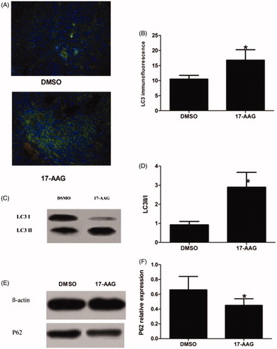 Figure 8. Autophagy expression in the DSMO group and the HSP90 inhibition group in the second stage.（A) LC3 immunofluorescence: LC3-EGFP puncta and DAPI nuclei staining are shown. (B) LC3 immunofluorescence Index. (C) LC3II/I protein expression. (D) LC3II/I protein relative expression level. (E) P62 protein expression. (F) P62 protein relative expression levels. Significant differences were calculated with respect to the DMSO group. *p < .05.