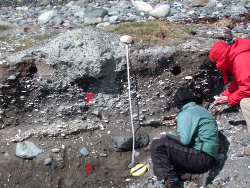 Figure 3. Second-order terrace: (F) fossiliferous gravel (6500 years BP; CitationBrambati et al., 1998; CitationDe Muro et al., 2012) overlying glacial deposits (T – till). The position point is shown in Figure 2 (red dot).