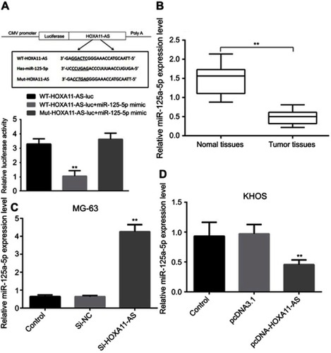 Figure 4 HOXA11-AS could directly regulate the expression of miR-125-5p. (A) Construction of WT-HOXA11- AS and Mut-HOXA11-AS. (B) RT-PCR results showed that the expression level of miR-125a-5p in OS tissues was significantly lower than that in their adjacent tissues (**P<0.01). (C) Inhibiting the expression of HOXA11-AS in MG-63 cells could significantly increase the expression level of miR-125a-5p (**P<0.01). (D) Overexpression of HOXA11-AS in KHOS cells could significantly inhibit the expression of miR-125a-5p (**P<0.01).