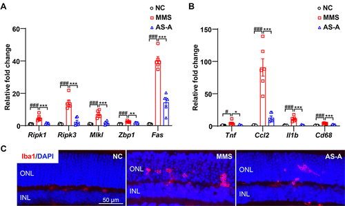 Figure 13 AS-A suppresses MMS-induced expression of necroptotic and proinflammatory genes and attenuates microglial activation in the retina. C57/BL6J mice were challenged by MMS at 55 mg/kg bw, treated by 0.9% saline solution (MMS) or AS-A at 100 mg/kg bw (AS-A). C57/BL6 mice without MMS challenge received vehicle treatment (NC). (A and B) Total RNA was isolated from the retinas collected 6 h after the indicated treatments. Real-time qPCR was then performed to analyze the expression of genes involved in necroptosis (A) and inflammatory responses as well as microglial activation (B) (n=6 per group). 18S rRNA was included as the internal reference. Relative fold change was plotted against that from NC. (C) Cryosections were made from the eye cups collected 1 d after the indicated treatments, followed by IHC examination of the expression of Iba1 (in red) in the retina (n=4 per group). DAPI (in blue) was counterstained. Data were expressed as mean±S.E.M. # Compared to that from NC, P<0.05; ### Compared to that from NC, P<0.001; * compared to that from MMS, P<0.05; ** compared to that from MMS, P<0.01; *** compared to that from MMS, P<0.001.