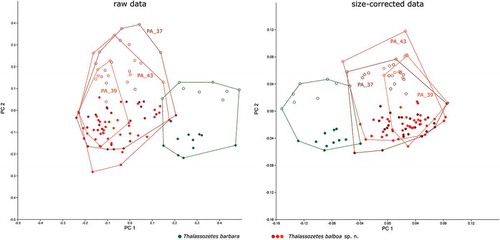 Figure 12. Scatter plots of PCA of T. barbara from Barbados and T. balboa sp. nov. from three different locations in Panama. Codes refer to sample sites given in the Materials and Method section; open symbols refer to females; filled symbols refer to male specimens.