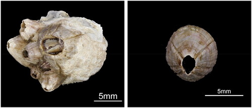 Figure 1. Image of Perforatus perforatus collected from Mulchi-port, Yangyanggun, Gangwondo Province, Korea (38°9’20” N, 128°36’35” E). The photo was taken by Hyun Kyong Kim with a digital camera (model 5D mark IV; canon, Tokyo, Japan), and produced with helicon focus software (scale bar: 5 mm).