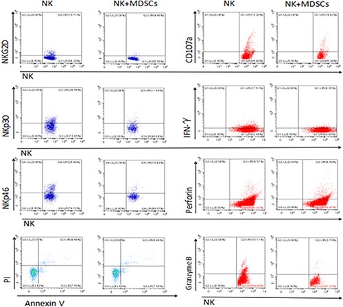 Figure 3. Flow cytometry was used to analyze the expression of NKG2D, NKp30, NKp46, perforin, granase B, CD107a, IFN-γ and NK cell apoptosis in THE NK group and THE NK+MDSCs group. NK refers to the group of NK cells cultured alone, and NK+MDSCs refers to the group of NK cells co-cultured with MDSCs.