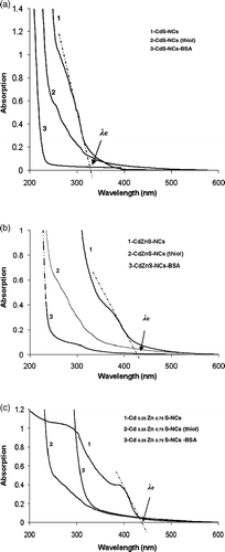 Figure 2. Optical absorption spectra (OAS) of (a) CdS, (b) CdZnS and (c) Cd0.25Zn0.75S-NCs systems. Numbers (1), (2) and (3) represent untreated, thiol-stabilised and BSA-NCs conjugates, respectively.