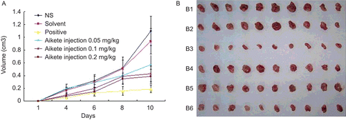 Figure 7.  Anti-tumor effects of Aikete injection in vivo. (A) Growth curve of mouse transplantable hepatoma; (B) inhibitory effects of Aikete injection and cyclophosphamide on mouse tumor. Transplanted tumors from each group were shown: (B1) negative control; (B2) solvent control; (B3) cyclophosphamide 60 mg/kg; (B4) Aikete injection 0.5 mg/kg; (B5) Aikete injection 1.0 mg/kg; (B6) Aikete injection 2.0 mg/kg. Data were the mean ± SD of three independent experiments.