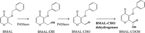 Figure 1. Scheme of BMAL-COOH production from BMAL. P450nov from Novosphingobium sp. SB32149 catalyzed the hydroxylation of BMAL and the oxidation of BMAL-OH. BMAL-CHO dehydrogenase from Pseudomonas nitroreducens SB32154 catalyzed the dehydrogenation of BMAL-CHO into BMAL-COOH.