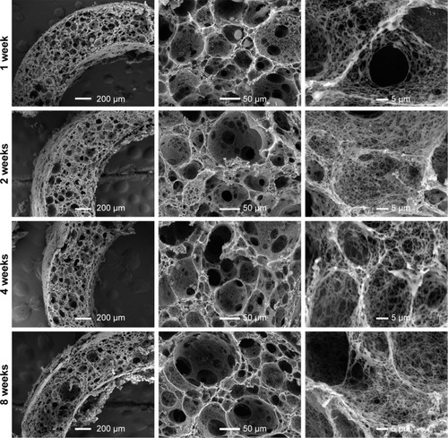 Figure 6 The SEM images of PLLA/PLGA/PCL 30:40:30 composite scaffolds after degradation in vitro for 1, 2, 4, and 8 weeks.Abbreviations: PCL, poly(ε-caprolactone); PLGA, poly(lactic-co-glycolic acid); PLLA, poly(l-lactic acid); SEM, scanning electron microscope.