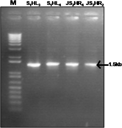 Figure 1. PCR amplification of the 16S rRNA gene using universal primers. M: DNA molecular weight marker (1 Kb Plus, Invitrogen Life Technologies); Lane 1: isolate S1HL3; Lane 2: S1HL4; Lane 3: JS2HR4; Lane 4: JS3HR2.