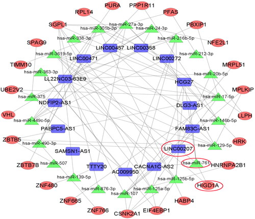 Figure 2. ceRNA network diagram of LINC00207-microRNA-761-HIGD1A. The connection of any two genes in the network represents the interaction between the two, where blue represents LncRNA, green represents microRNA and red represents mRNA.