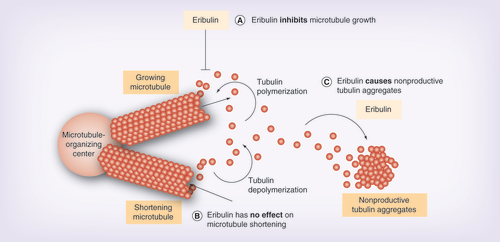 Figure 1.  Eribulin mechanism of action. (A) Eribulin inhibits microtubule growth. (B) Eribulin has no effect on microtubule shortening. (C) Eribulin causes nonproductive tubulin aggregates.Image courtesy of EISAI (NJ, USA).