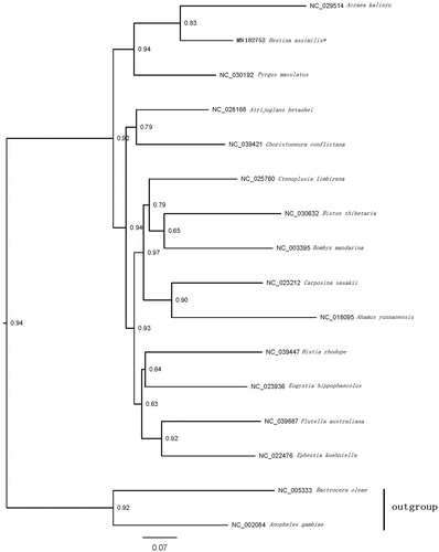 Figure 1. Maximum-likelihood tree of evolutionary relationships H. assimilis based on the complete mitogenomes of 16 insects.