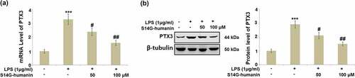 Figure 4. S14G-humanin attenuated the elevated expression of Pentraxin 3 (PTX3) induced by LPS in hDPCs. (a)The mRNA Level of PTX3; (b) Protein level of PTX3 (***, P < 0.001 vs. vehicle group; #, ##, P < 0.05, 0.01 vs. LPS group)