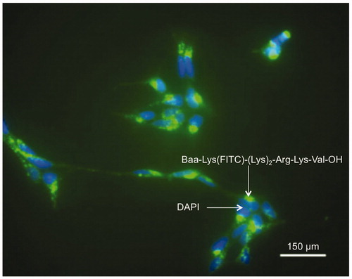 Figure 14. Fluorescence micrographs of neuroblastoma cells incubated with (green) Baa-Lys(FITC)-(Lys)2-Arg-Lys-Val-OH and (blue) DAPI. Scale bar = 150 μm. Reproduced with permission from Yang J et al.Citation36 Copyright (2007) Royal Society of Chemistry.
