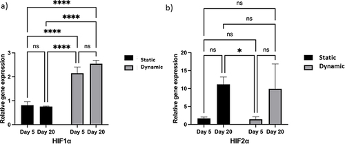 Figure 7 Effect of hypoxia on encapsulated cells during prolonged adaptation under both static and dynamic conditions.