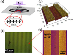 Figure 2. (a) Schematic diagram of photochemical reaction. (b) Dark field image showing large-scale AgNP arrays fabricated via the photochemical deposition. (c) Zoom-in image of AgNP arrays from AFM topography. (d) 3D AFM image of the same area as shown in (c).