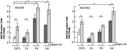 Fig. 6. Effects of integrin β1 inhibition on the regulation of MUC5B and MUC5AC production in NCI-H292 cells on ECM components.Notes: NCI-H292 cells (2 × 104 cells/well) were cultured in 96-well plates precoated with PBS (CNTL), or with 500 μg/mL of type-IV collagen (C4), fibronectin (FN), or laminin (LM). The cells were cultured with an integrin β1 inhibitor (200 μM: integrin inh: +) or with the same concentration of DMSO (−). After culturing for 30 h, the culture media and cells were sampled and analyzed using the mucin protein assay to detect the levels of MUC5B and MUC5AC protein. The sampled culture media was used for MUC5B detection and the sampled cells were used for MUC5AC detection. Fold changes were based on a control, which was cultured with DMSO (mean ± SD, n = 5, one-way ANOVA). Fold changes were normalized to cell numbers. Asterisks indicate statistical probability, *p < 0.05 (ANOVA). The representative results of three independent experiments are shown.