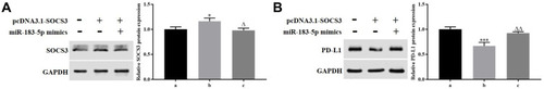 Figure 6 miR-183-5p upregulated PD-L1 expression by downregulating SOCS3. (A and B) Western blotting was performed to measure the expression of SOCS3 and PD-L1. *P<0.05, ***P<0.001, vs. NC group; ∆P<0.05, ∆∆P<0.01, vs. pcDNA3.1-SOCS3 group. a: NC group; b: pcDNA3.1-SOCS3 group; c: pcDNA3.1-SOCS3+miR-183-5p mimics group.