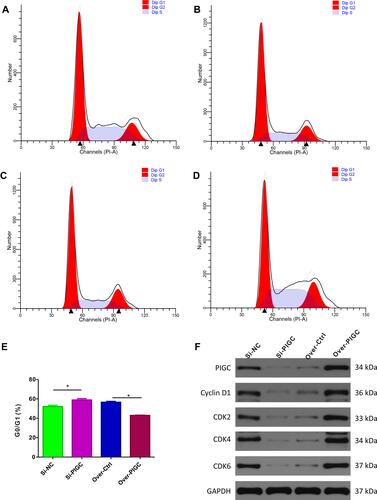 Figure 8 Effects of PIGC on the cell cycle in liver cancer cell line. (A–D) Flow cytometric analysis showed that G0/GI ratio was increased in PIGC-silenced HepG2 cell line (B) compared to the Si-NC cell line (A). G0/GI ratio was dramatically reduced in PIGC-overexpressed Hcclm3 cell line (D) compared to the Hcclm3 cell line transfected with the empty vector (C). Quantitative analysis of G0/GI ratio in four groups (E). Expression of CDK protein in PIGC-silenced and PIGC-overexpressed cell lines (F). *Stands for the P value less than 0.05.