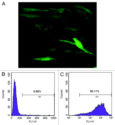 Figure 2. Purified TRAIL-MSCs were analyzed by fluorescence microscopy and FACS. GFP expression was confirmed in TRAIL-MSCs (A, × 200). The transduction efficiency of MSCs was monitored by FACS and 99.11% of cells were GFP positive (B, untransduced MSCs as control; C, TRAIL-MSCs).