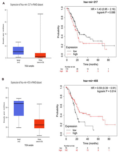 Figure 5 Identification of key miRNAs by evaluating their prognosis in PAAD. (A) miR-217. (B) miR-455-3p.