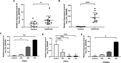 Figure 3 qRT-PCR validation of circRNAs expression in serum and pulmonary vascular cell. (A and B) Two significantly up-regulated circRNAs in serum, n=12. (C) hsa_circ_0007608 was constantly up-regulated with the prolongation of hypoxia in HPAECs, n=3. (D and E) hsa_circ_0064656 decreased significantly in HPAECs, while increased in HPASMCs, n=3. (*P<0.05, **P<0.01, *** P<0.001).