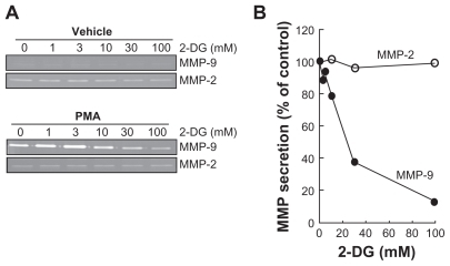 Figure 2 2-DG inhibits PMA-induced MMP-9 secretion in HBMEC. HBMEC were serum-starved in the presence of various concentrations of 2-DG in combination with vehicle or 1 μM PMA for 18 h. A) Conditioned media were then harvested and gelatin zymography was performed in order to detect proMMP-9 and proMMP-2 hydrolytic activity as described in the Methods section. B) Scanning densitometry was used to quantify the extent of either basal proMMP-2 gelatin hydrolysis (open circles), or proMMP-9 (closed circles) in PMA-treated cells.Note: Data shown are representative of two independent experiments.Abbreviations: 2-DG, 2-dexy-D-glucose; HBMEC, mitovasuila endothelial cells; MMP, matrix metalloproteinase; PMA, phorbol 12-myristate 13-acetate; GA DPH, glyceraldetyde 3- phisiphate dehydrogenase; PAGE, pohyacrylanide electrophoresis.